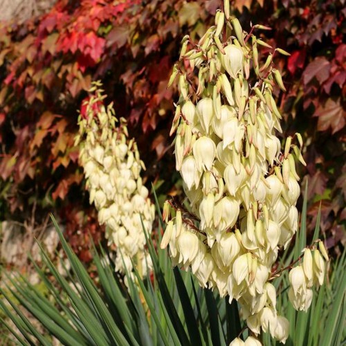 Yucca glauca - Sinihall tääkliilia